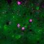 Prioritizing the unexpected: New brain mechanism uncovered