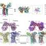 Structure of a key ‘trigger’ of immune response solved