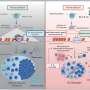 Understanding epigenetic control of antibody responses