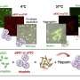 Study reveals how mutant p53 protein converts other proteins into cancer drivers