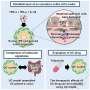 Creating a more accurate model of inflammatory bowel disease