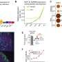 Researchers discover intercellular communication mechanism behind hormone balance