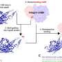 Next-gen gene therapy vector for muscle diseases uses AI predictive methodology to improve efficacy and safety