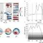 Researchers show how breathing and heartbeat influence perception