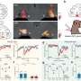 Revealing the neuronal pathways involved in adaptive decision-making in primates