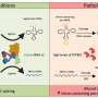 Researchers identify molecular mechanism that could help design future therapies to treat Alzheimer’s disease