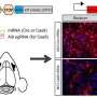 Lipid nanoparticle-mRNA delivery system could transform neurological treatment