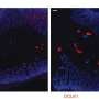 Intestinal tuft cell expression changes with sleeping and eating cycles