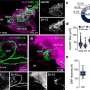 New research shows that the heart has a mini-brain—its own nervous system that controls the heartbeat