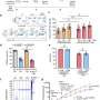 Engineered CAR-NK cells offer an alternative approach to fighting leukemia