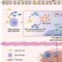 Researchers identify key driver of fibrosis in Crohn’s disease