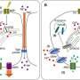 Researchers reveal mechanisms underlying Sjögren’s disease